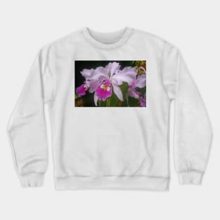 Orchid, Kew Gardens, July 2021 Crewneck Sweatshirt